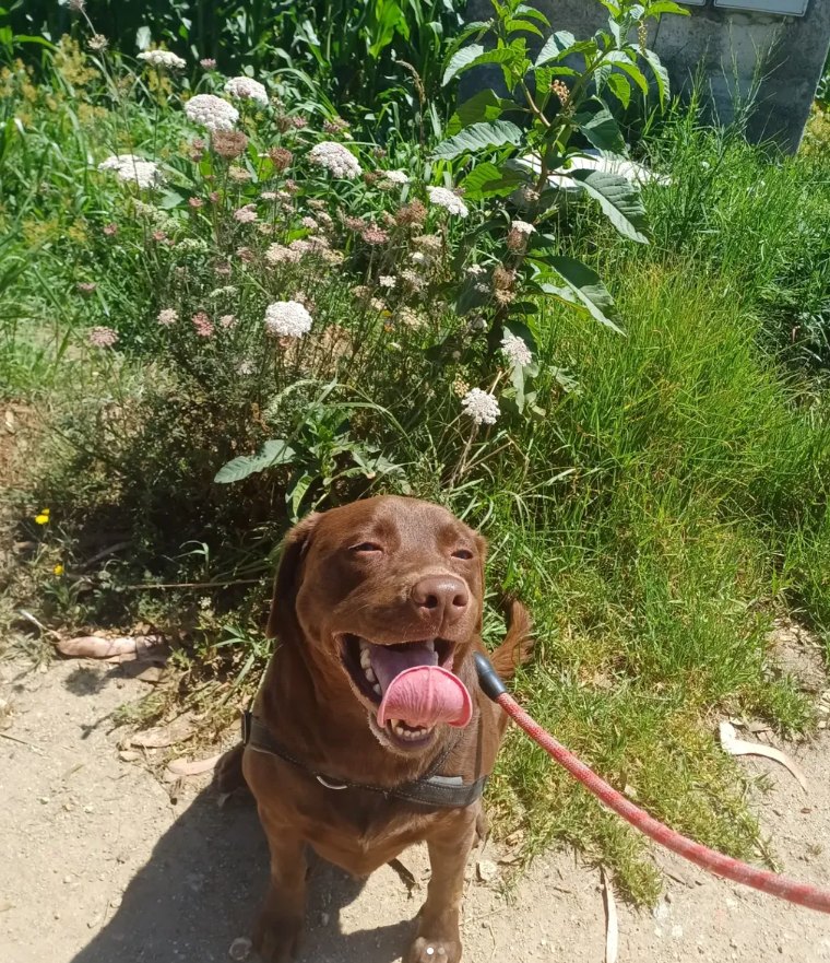 Caya