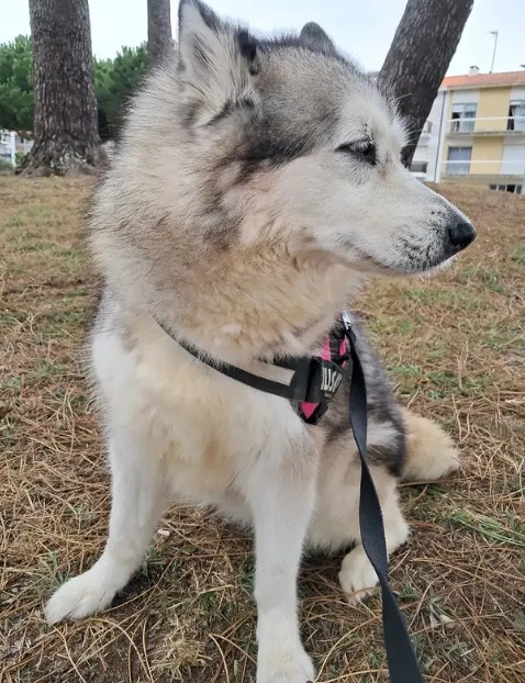 Koda