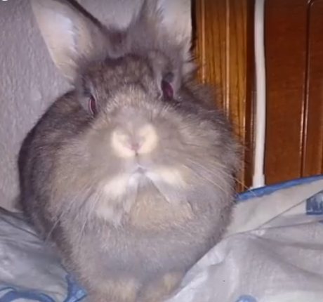 Molly