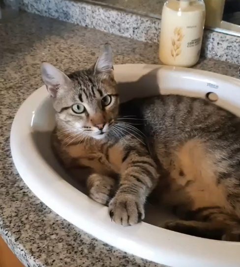 Simba